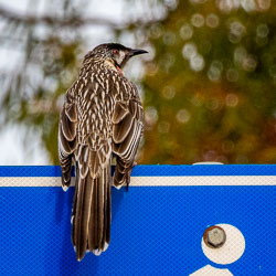 Red Wattlebird perches alertly, its streaked feathers catching the light. These bold honeyeaters are frequent visitors to flowering trees, their harsh calls echoing across gardens and coastal bushland. [2151]