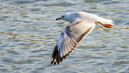 This Silver Gull, just a common or garden variety seagull, is displaying his highly structured wing feathers. [1817]