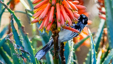 A New Holland Honeyeater a small, energetic bird with a black head, white facial streaks, and yellow flashes on the wings and tail, perfectly adapted to feeding on nectar from tubular flowers like the Red Hot Pokera at Belicious. [1382]