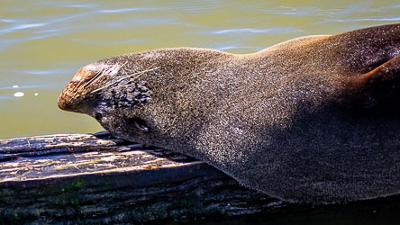 This NZ Fur Seal likes solitude. He's the only one on the structures near the Goolwa Lock. [1574]
