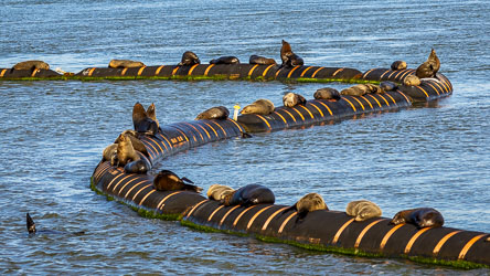 The exit pipe from the Mouth dredge is a popular sun-baking place for New Zealand Fur Seals. [1931]