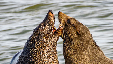 A pair of male New Zealand Fur Seals engaged in social sparring in the search for group dominance. [1923[