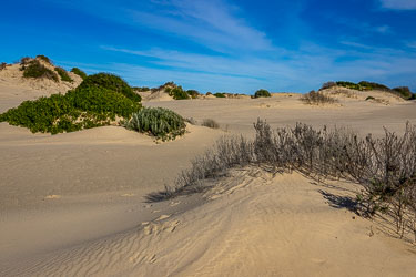 The beguiling sand dunes as we cross the Younghusband Peninsula, about 700m. [1758]