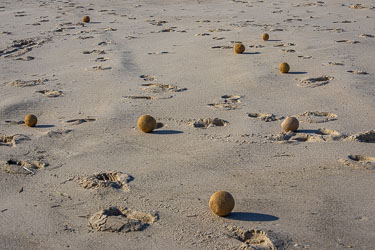 These balls, Neptune Balls, are naturally formed clumps of fibrous seagrass material which grows abundantly along South Australia’s coast. They were abundant on Coorong Beach. [1772]