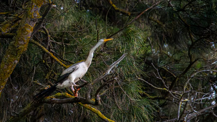 Shot after dark, this Australian Darter is alert and not ready for bed in his night roost.[1468]