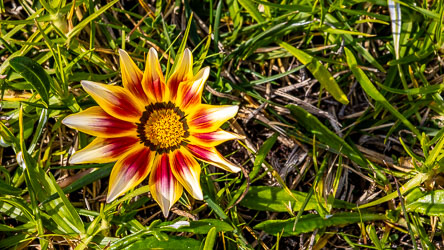 A South African invader, a striking example of a salt and sand loving Treasure Flower or Gazania. [2056]