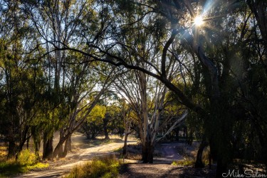 Dirt tracks merging in a shady treed area. [5034]