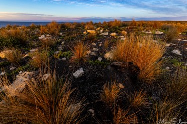 Dawn's first rays render a heathland in vivid colours. [3834]