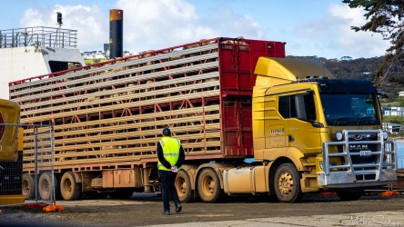 Semi-trailer full of doomed sheep reversing into a ferry. [4430]
