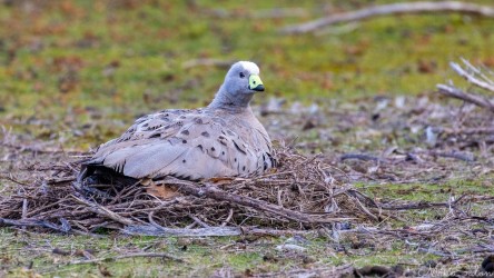 Cape Barren Goose is guarding the nest and keeping eggs warm.[3457]