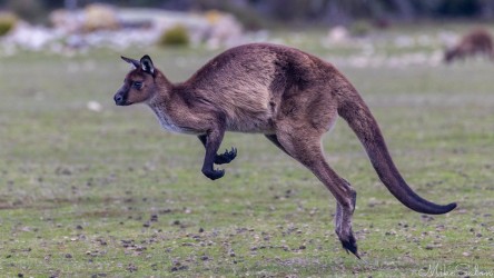 Stocky Kangaroo Island kangaroo in profile in full hop. [3980]