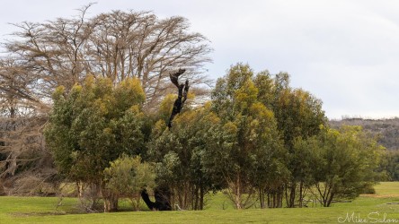 A burnt out tree amongst others which have come to life after the fires. [3991]