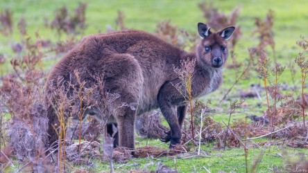 Low light image of a Kangaroo Island kangaroo. [4011]
