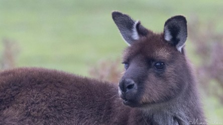 Close up portrait of an alert Kangaroo Island Kangaroo. [4015]