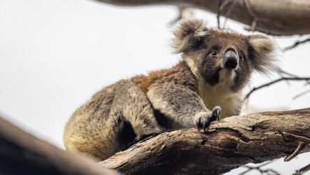 Koala clinging onto tree branch with sharp claws. [4187]