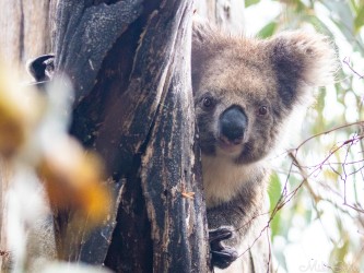 Cute koala face looking from behind a scorched tree trunk. [4167]