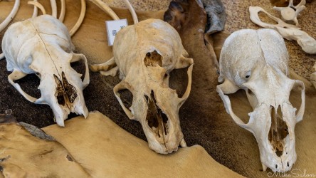 The sea-lion skulls in a display case. [3607]
