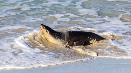 Female sea-lion at the water's edge. [3648]