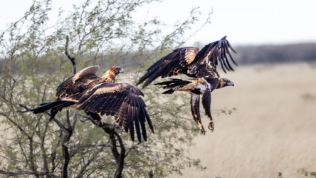 Australia’s largest raptors, this is a pair of Wedge-tailed eagles. Open country and roadkill provide easy hunting and scavenging. [7882]