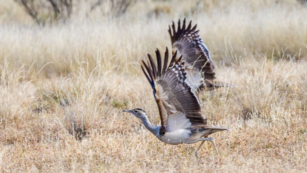 Australian Bustards are masters of camouflage and patience, feeding on grasshoppers, seeds, and small reptiles, and only flying when pressed. Seeing two together like this suggests a pair or family group, which is a treat; they’re usually solitary. [7924]