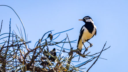 Seen in the National Park, this male Magpie Lark (peewee, mudlark) will be fiercely guarding his territory. [8191]