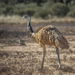 Emu striding through the Channel Country scrub — a symbol of Australia’s resilient inland wildlife. [8334]