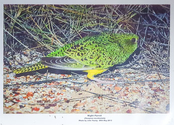 Small, shy & budgerigar-green, the Night Parrot was long presumed extinct until rediscoveries in remote places. One location is near McKinlay but kept secret, deep in protected pastoral land and conservation reserves. [0809]