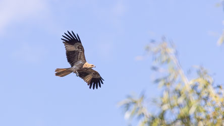 Black Kites are common around Cloncurry gliding around in the updrafts, scavenging insects and small prey. [7763]