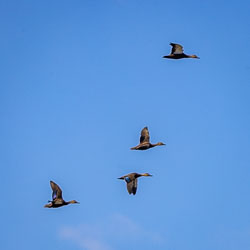 Not in formation, nor synchronised, these Pacific Black Ducks fly over the Chinaman's Creek Lake. [7814]