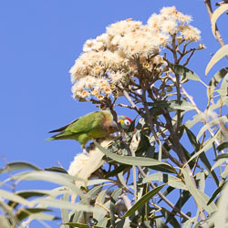 With its green plumage, red crown and white eye ring, this is a nectar loving Scaly-breasted Lorikeet. [7864]
