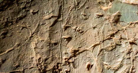 Tiny footprints, chook-size, of the small dinosaurs stampeding. [0954]