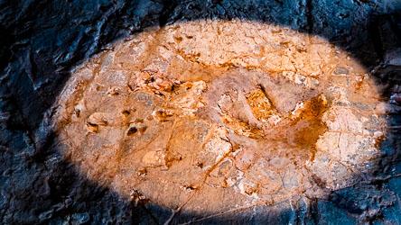 Possibly the footprint of the predator which caused the stampede. [0955]