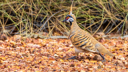 The Spinifex Pigeon thrives among the ironstone gravel, lateritic ridges, and spiky spinifex hummocks, making it much more at home in these environments than we are. [7958]