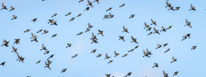 Little Woodswallows have a smooth, aerodynamic silhouette and a more coordinated, gliding flight style and often gather in flocks like this, wheeling and darting over ridges or open plains, especially near rocky hills. This flock was in Winton, near the water treatment works. [7972]
