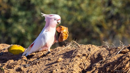 Galah perched on ground holding a melon.