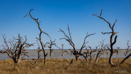 Bare trees standing in shallow water with distant shoreline.