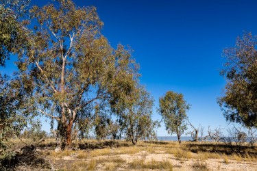 Eucalyptus trees on dry ground beneath bright blue sky.