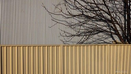 Metal fence and corrugated wall with tree branch visible above.