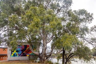 Building wall with mural depicting river and birds.