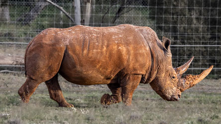 A white rhinoceros traces the fence line, its steady rhythm a reminder that even vast enclosures have edges, and not the wide open spaces of Africa. [2506]