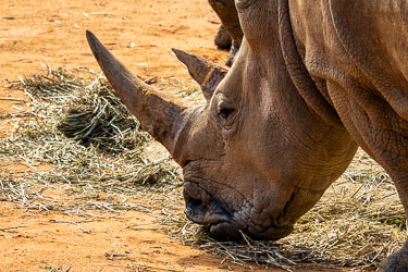 Close view of a white rhinoceros feeding on hay, its horn worn smooth by years of use and confinement. [2775]