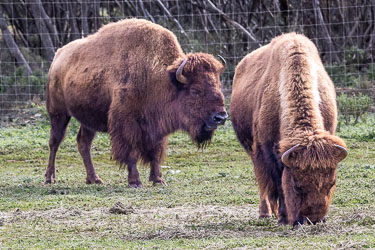Two American bison stand solid and unhurried — living symbols of strength and endurance, their massive frames softened by the quiet of Monarto’s plains. [2259]