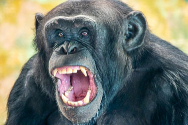 A flash of raw emotion — whether a yawn, a warning, or a declaration of rank, it’s a reminder that chimpanzee communication can be as loud as it is complex. Those teeth aren’t just for show. [2851]