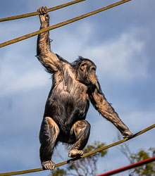 Balanced between sky and earth, this chimp shows off the strength and grace that make ropework look effortless — though the photographer’s footing was far less assured. [2617]