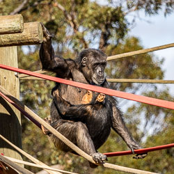 A mother chimp cradles her infant amid the maze of ropes — a touching moment of calm in a setting that tests both balance and the photographer’s patience. [2620]