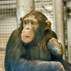 In the stillness of the indoor enclosure, this chimp seems lost in reflection — a reminder that intelligence brings awareness, and awareness isn’t always a comfort. [2841]