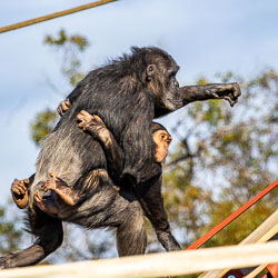 A young chimp clings to its mother as she moves through the enclosure, her arm outstretched in mid‑stride. The moment is pure instinct — strength and trust intertwined — a glimpse of the wild heart that still beats beneath the zoo’s calm surface. [2621]