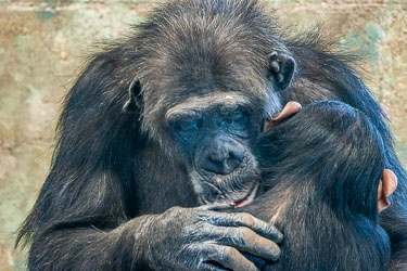 Eyes closed, hands gentle — a quiet embrace that speaks of trust, memory, and the deep bonds that make chimpanzee families so recognisably like our own. [2848]