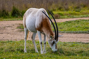 Once endangered, now saved by conservation efforts, this Oryx knows he is safe in the Monarto Safari Park. [2214]