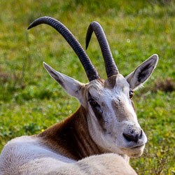 The elegant curve of its horns and calm gaze recall the harsh North African plains where its kind once roamed freely. [2735]